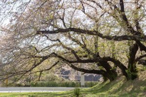 黄金堤、桜、3月の春の花、愛知県西尾市の観光・撮影スポットの名所