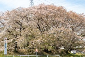 黄金堤、桜、3月の春の花、愛知県西尾市の観光・撮影スポットの名所