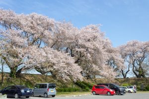 黄金堤、桜、3月の春の花、愛知県西尾市の観光・撮影スポットの名所