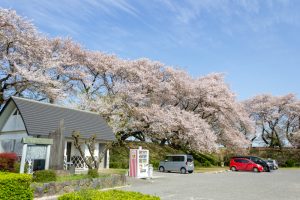 黄金堤、桜、3月の春の花、愛知県西尾市の観光・撮影スポットの名所
