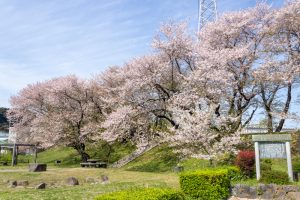 黄金堤、桜、3月の春の花、愛知県西尾市の観光・撮影スポットの名所
