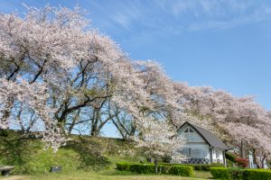 黄金堤、桜、3月の春の花、愛知県西尾市の観光・撮影スポットの名所