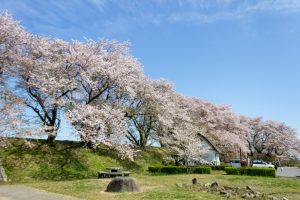 黄金堤、桜、3月の春の花、愛知県西尾市の観光・撮影スポットの名所