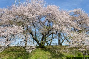 黄金堤、桜、3月の春の花、愛知県西尾市の観光・撮影スポットの名所