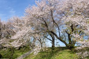 黄金堤、桜、3月の春の花、愛知県西尾市の観光・撮影スポットの名所