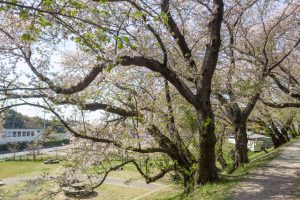 黄金堤、桜、3月の春の花、愛知県西尾市の観光・撮影スポットの名所