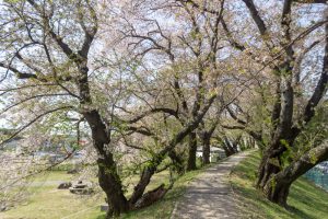 黄金堤、桜、3月の春の花、愛知県西尾市の観光・撮影スポットの名所