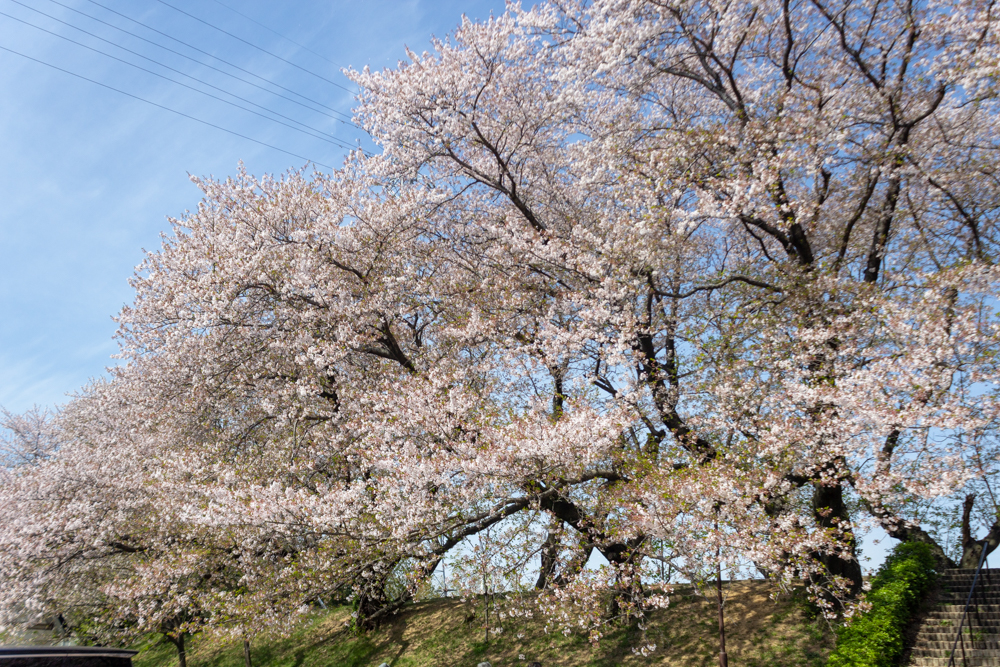 黄金堤、桜、3月の春の花、愛知県西尾市の観光・撮影スポットの名所