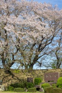 黄金堤、桜、3月の春の花、愛知県西尾市の観光・撮影スポットの名所