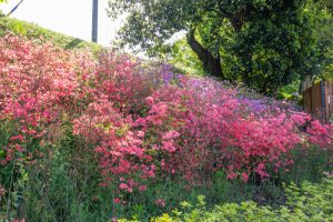 小牧山史跡公園、つつじ、4月春の花、愛知県小牧市の観光・撮影スポットの名所