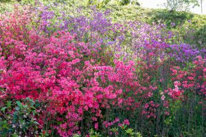 小牧山史跡公園、つつじ、4月春の花、愛知県小牧市の観光・撮影スポットの名所