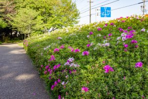 小牧山史跡公園、つつじ、4月春の花、愛知県小牧市の観光・撮影スポットの名所