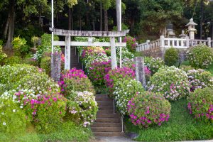 小牧山史跡公園、つつじ、4月春の花、愛知県小牧市の観光・撮影スポットの名所