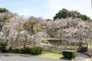 幸田しだれ桜まつり、4月春の花、愛知県額田郡の観光・撮影スポットの名所