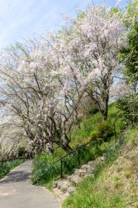 幸田しだれ桜まつり、4月春の花、愛知県額田郡の観光・撮影スポットの名所