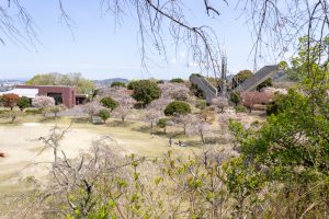 幸田しだれ桜まつり、4月春の花、愛知県額田郡の観光・撮影スポットの名所