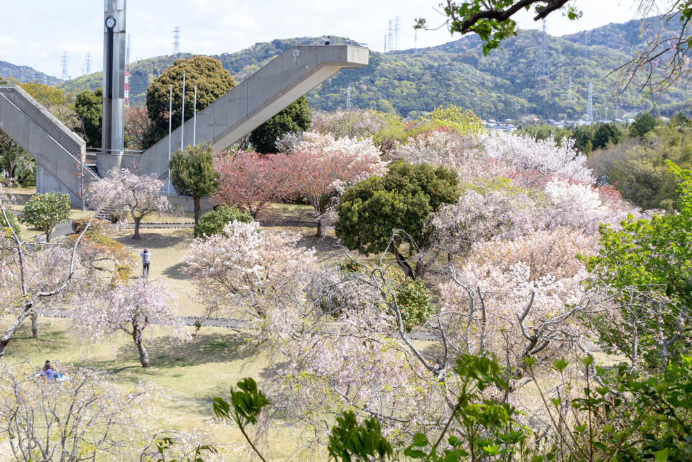 幸田しだれ桜まつり、4月春の花、愛知県額田郡の観光・撮影スポットの名所