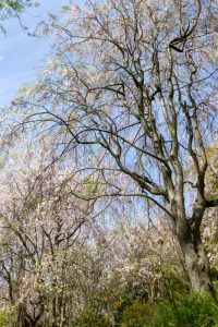 幸田しだれ桜まつり、4月春の花、愛知県額田郡の観光・撮影スポットの名所
