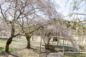 幸田しだれ桜まつり、4月春の花、愛知県額田郡の観光・撮影スポットの名所
