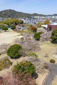 幸田しだれ桜まつり、4月春の花、愛知県額田郡の観光・撮影スポットの名所