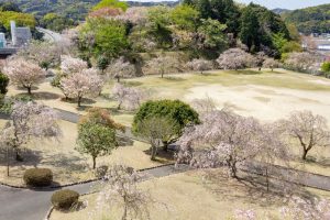 幸田しだれ桜まつり、4月春の花、愛知県額田郡の観光・撮影スポットの名所
