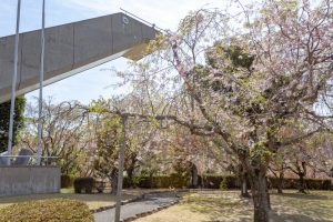 幸田しだれ桜まつり、4月春の花、愛知県額田郡の観光・撮影スポットの名所