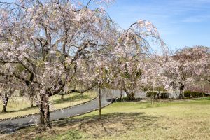 幸田しだれ桜まつり、4月春の花、愛知県額田郡の観光・撮影スポットの名所