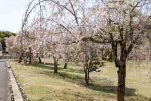 幸田しだれ桜まつり、4月春の花、愛知県額田郡の観光・撮影スポットの名所