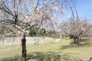 幸田しだれ桜まつり、4月春の花、愛知県額田郡の観光・撮影スポットの名所