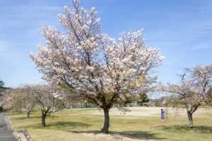 幸田しだれ桜まつり、4月春の花、愛知県額田郡の観光・撮影スポットの名所