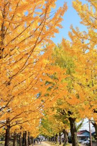 学びの森、イチョウ、紅葉、黄葉、11月秋、岐阜県各務原市の観光・撮影スポットの画像と写真