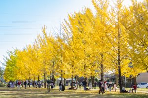 学びの森、イチョウ、紅学びの森、イチョウ、紅葉、黄葉、11月秋、岐阜県各務原市の観光・撮影スポットの画像と写真写真