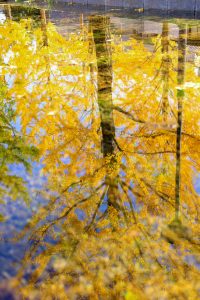 学びの森、イチョウ、紅葉、黄葉、11月秋、岐阜県各務原市の観光・撮影スポットの画像と写真
