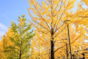 学びの森、イチョウ、紅葉、黄葉、11月秋、岐阜県各務原市の観光・撮影スポットの画像と写真