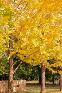 学びの森、イチョウ、紅葉、黄葉、11月秋、岐阜県各務原市の観光・撮影スポットの画像と写真