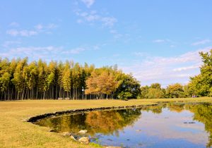 学びの森、イチョウ、紅葉、黄葉、11月秋、岐阜県各務原市の観光・撮影スポットの画像と写真