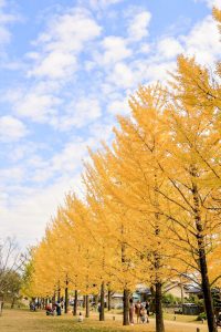 学びの森、イチョウ、紅葉、黄葉、11月秋、岐阜県各務原市の観光・撮影スポットの画像と写真