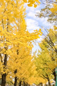 学びの森、イチョウ、紅葉、黄葉、11月秋、岐阜県各務原市の観光・撮影スポットの画像と写真