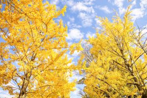 学びの森、イチョウ、紅葉、黄葉、11月秋、岐阜県各務原市の観光・撮影スポットの画像と写真