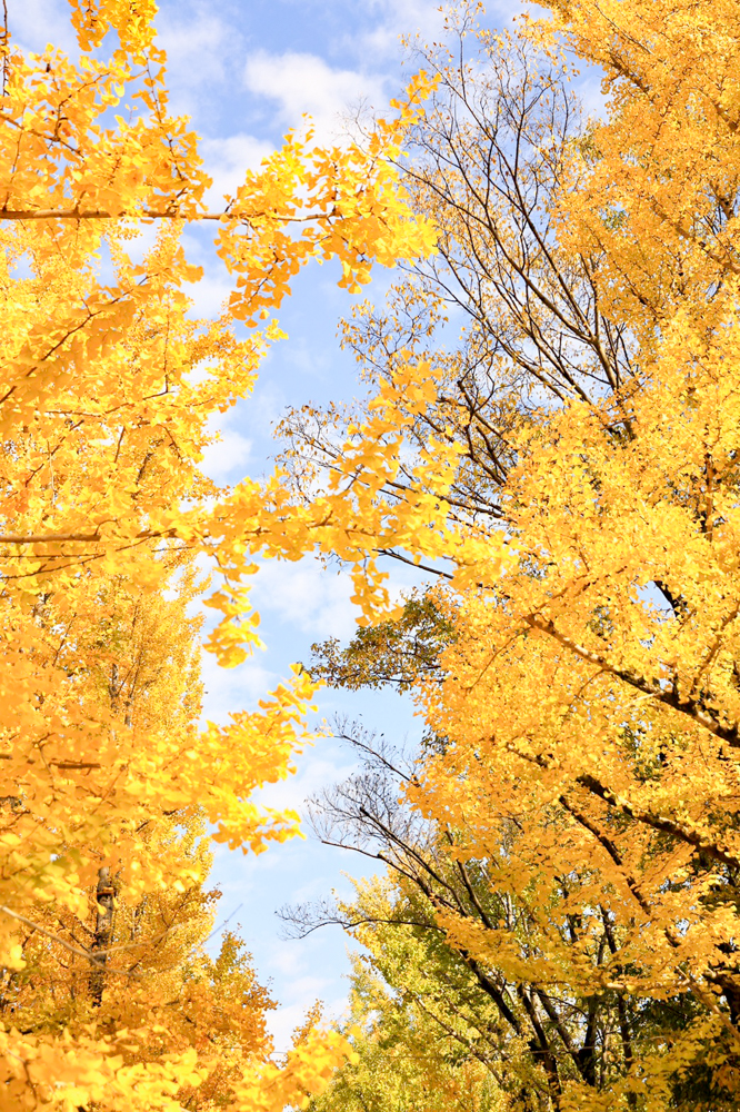 学びの森、イチョウ、紅葉、黄葉、11月秋、岐阜県各務原市の観光・撮影スポットの画像と写真