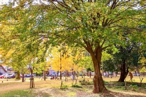 学びの森、イチョウ、紅葉、黄葉、11月秋、岐阜県各務原市の観光・撮影スポットの画像と写真