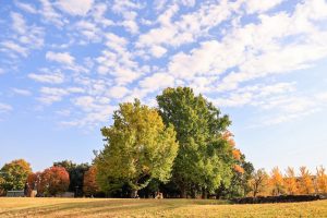 学びの森、イチョウ、紅葉、黄葉、11月秋、岐阜県各務原市の観光・撮影スポットの画像と写真
