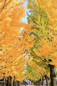 学びの森、イチョウ、紅葉、黄葉、11月秋、岐阜県各務原市の観光・撮影スポットの画像と写真