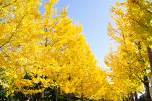 学びの森、イチョウ、紅葉、黄葉、11月秋、岐阜県各務原市の観光・撮影スポットの画像と写真