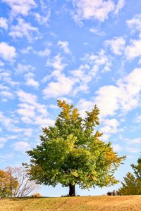 学びの森、イチョウ、紅葉、黄葉、11月秋、岐阜県各務原市の観光・撮影スポットの画像と写真