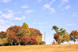 学びの森、イチョウ、紅葉、黄葉、11月秋、岐阜県各務原市の観光・撮影スポットの画像と写真