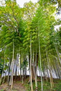学びの森、イチョウ、紅葉、黄葉、11月秋、岐阜県各務原市の観光・撮影スポットの画像と写真
