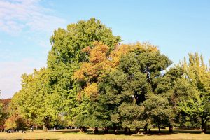 学びの森、イチョウ、紅葉、黄葉、11月秋、岐阜県各務原市の観光・撮影スポットの画像と写真