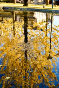 学びの森、イチョウ、紅葉、黄葉、11月秋、岐阜県各務原市の観光・撮影スポットの画像と写真