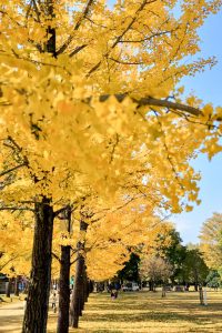 学びの森、イチョウ、紅葉、黄葉、11月秋、岐阜県各務原市の観光・撮影スポットの画像と写真